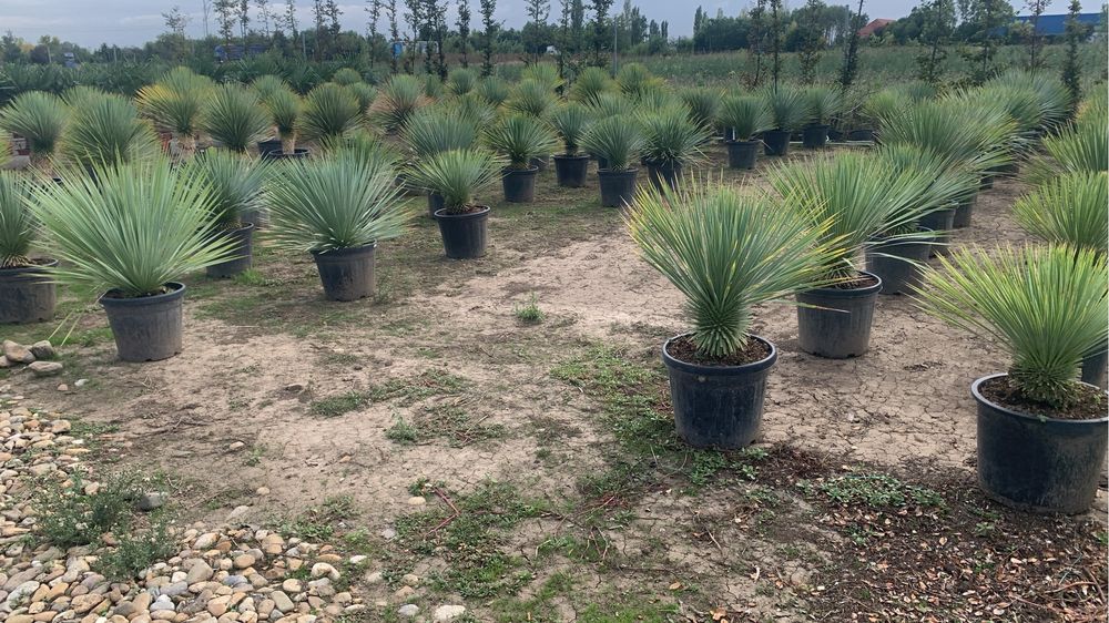 Yucca rostrata la ghiveci