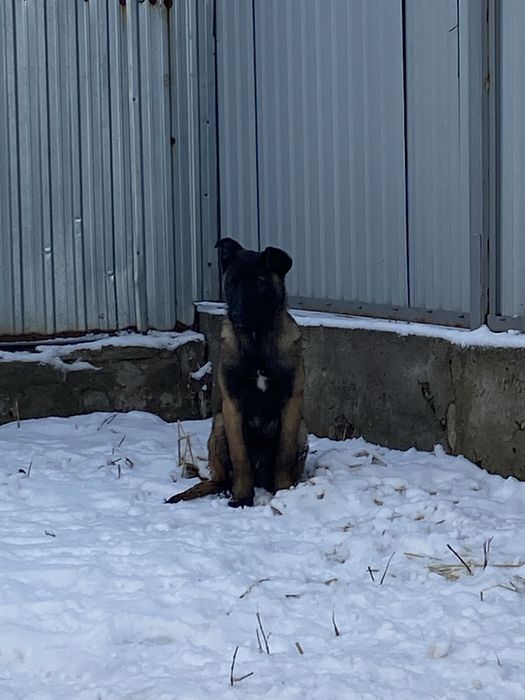 Продаю бельгийскую овчарку