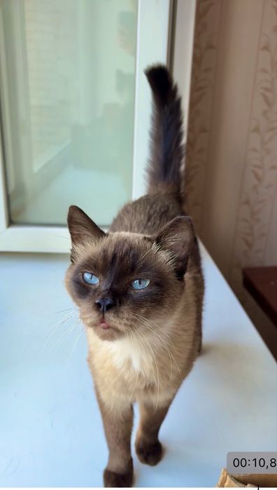Сиамский кот ищет семью