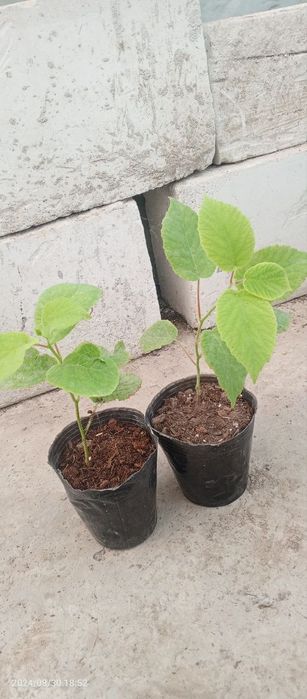 banan kivi zaytun  papaya guvava avakado dragon