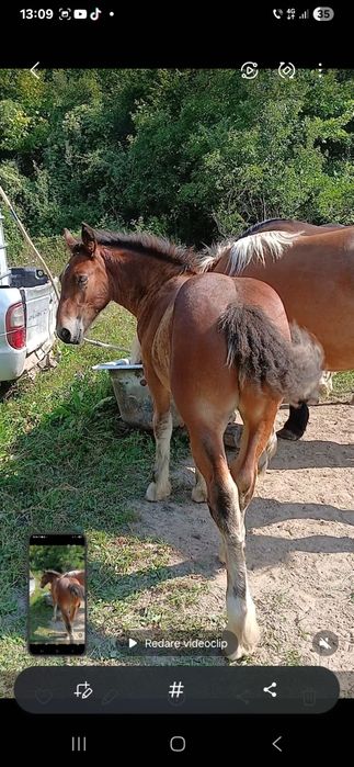 Mânz de 5 luni de vanzare