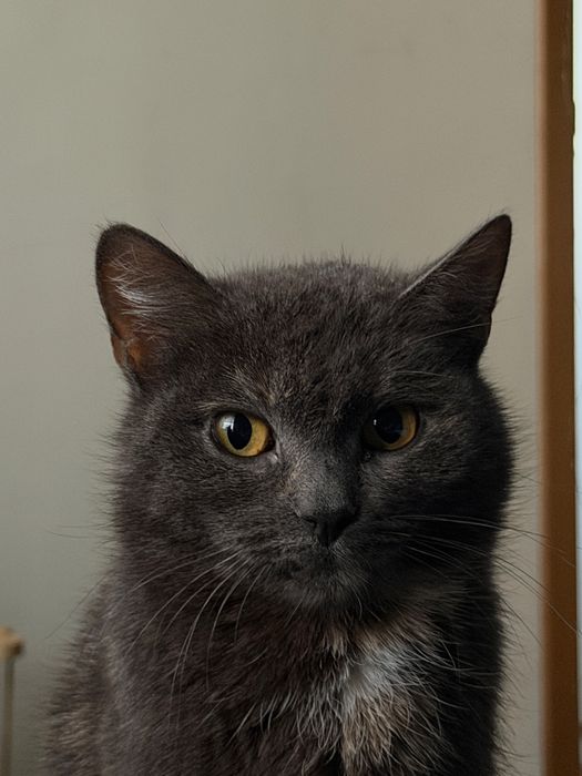 кошечка в добрые руки