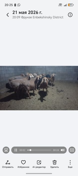 Семиз койлар 13 бас