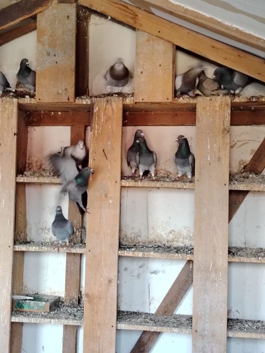 Lot 17 porumbei voiajori sport