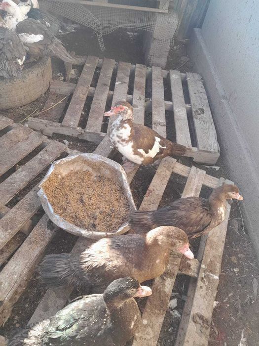 Индо утки  породистые