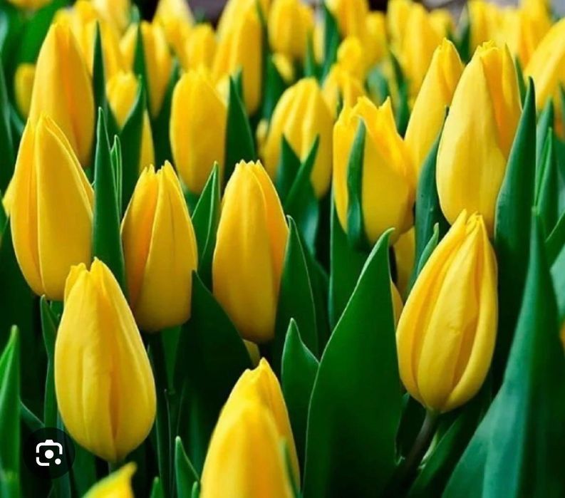 Цветы  тюльпаны  оптом  и  в розницу