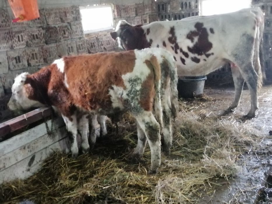 Vând doi taurasi sau schimb