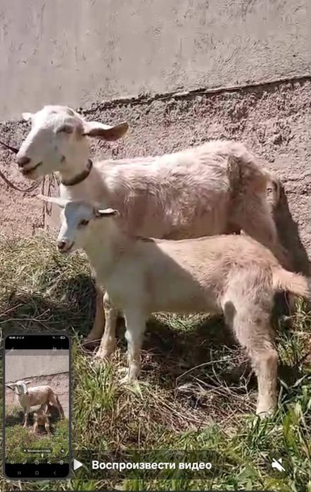 Альпийский ешкілер сатылады