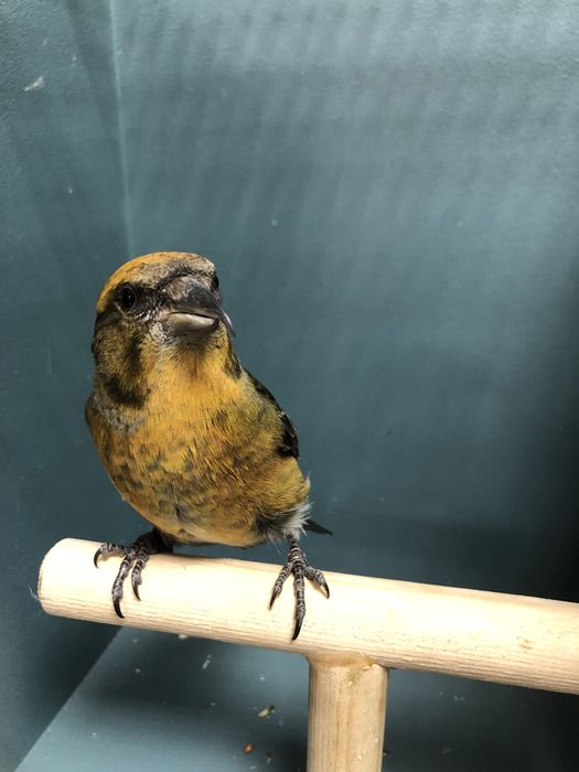 Клесты поющие пара самка самец