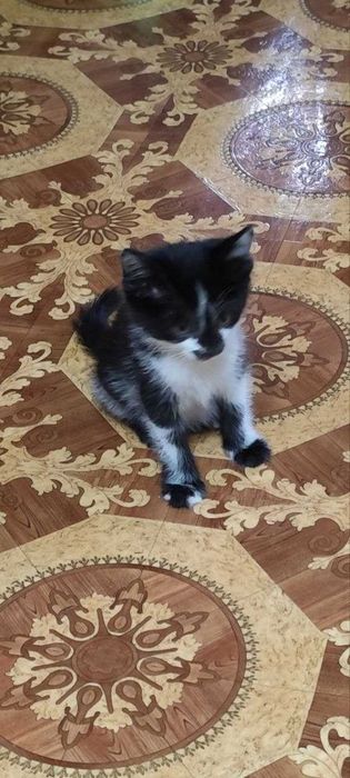 Пристраивается замечательный котёнок