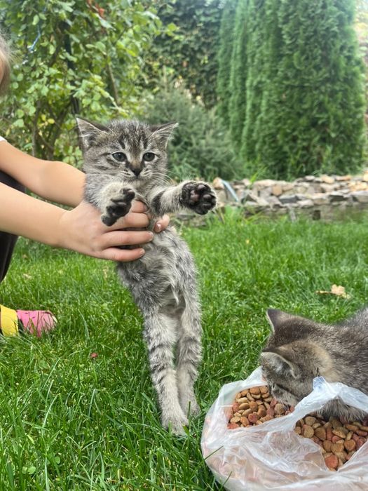 Котята в хорошие руки