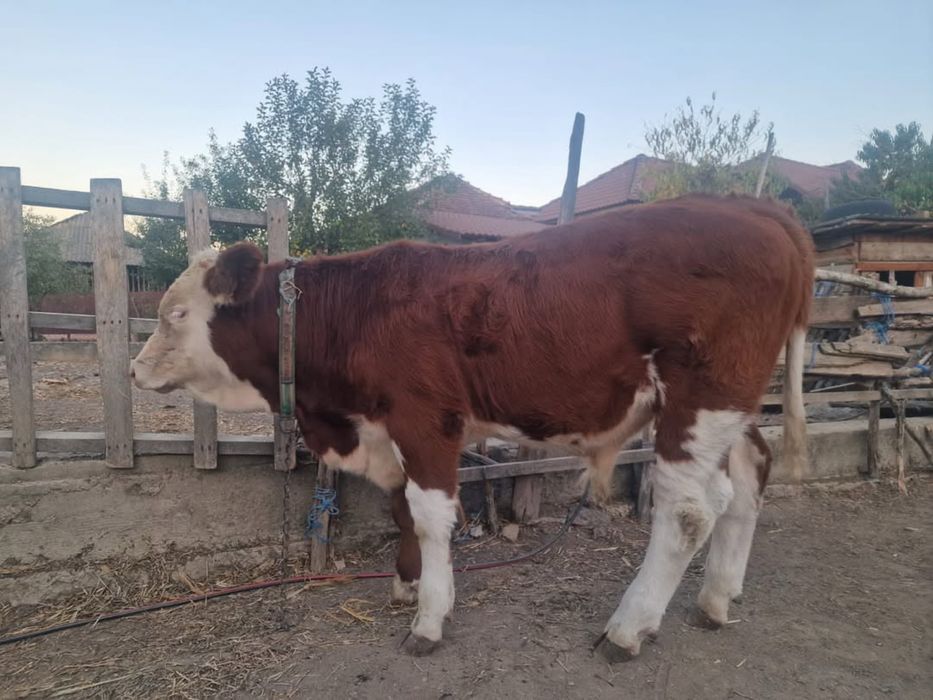 Vițel de casa , crescut natural și sănătos