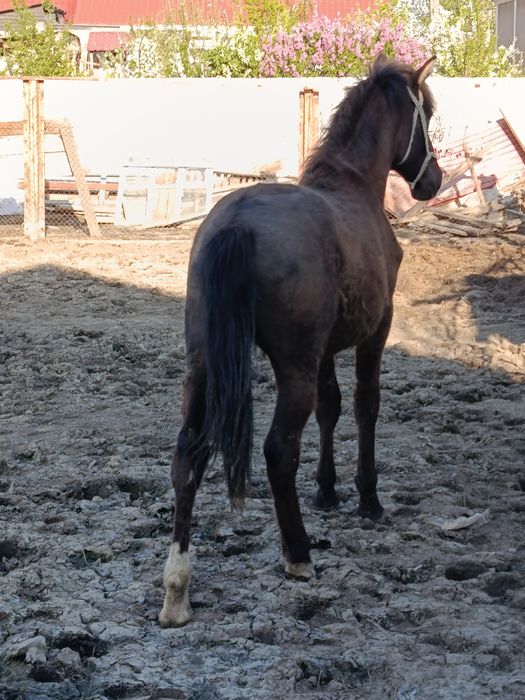 Продам жеребёнка 11 месяцев