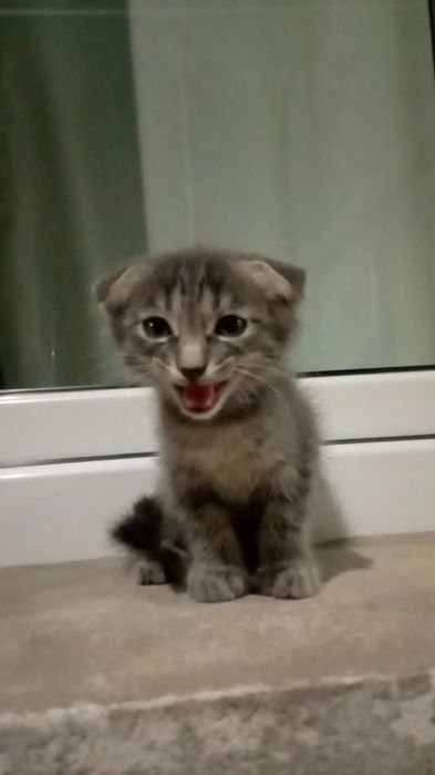 Assalomu alaykum Mushuk sotiladi 100$