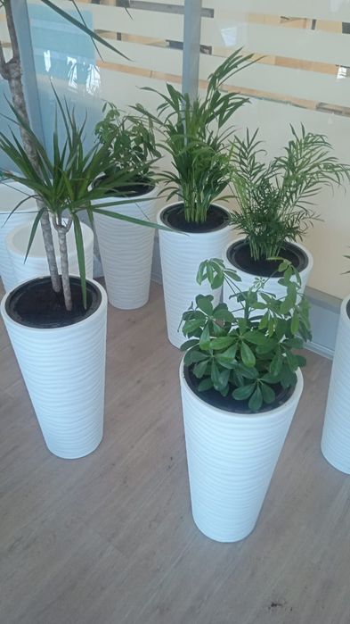 Комнатные растения пересадка уход