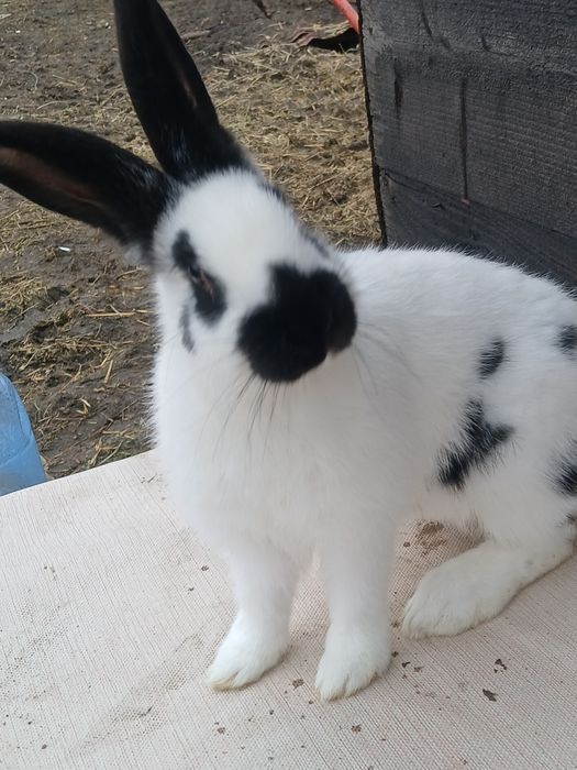 Fluture german janet havana si pestriț