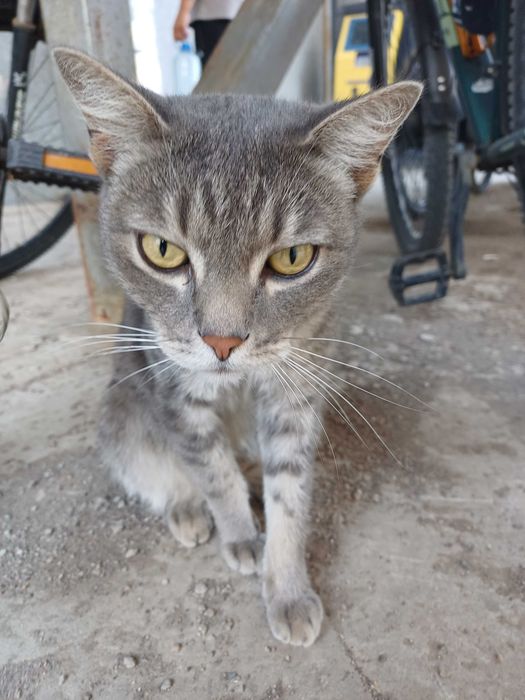 Ущем хозяев коту