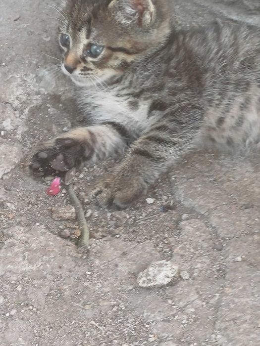 Малки котета подарявам