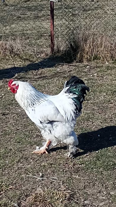 Cocoș Brahma HD 2025