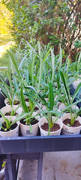 Мушкато, газания, бегония