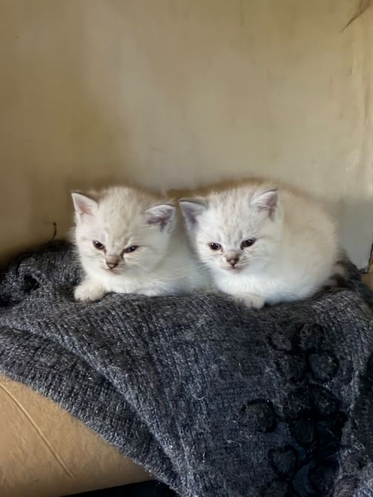 Белые пушистые котята