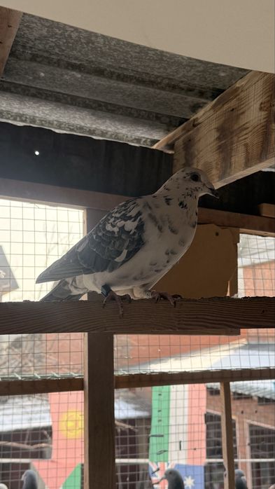 Спортивные голуби