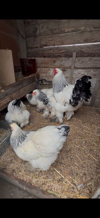 Oua brahma  herminat deschis si potarnichiu