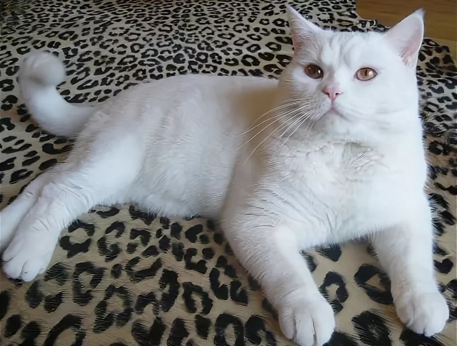 Белоснежные котята!