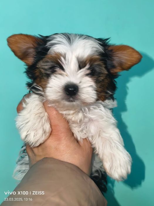 Очаровательные щенки бивера.