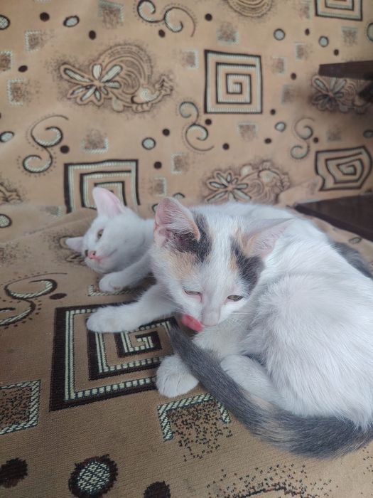 Отдаём котят, 2 девочки, в добрые руки