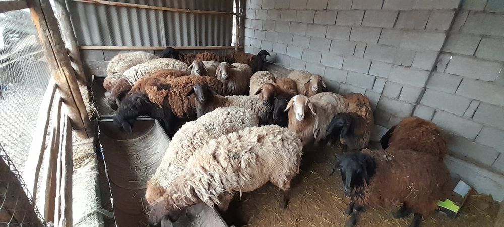 Кой, кошкар.  Буаз