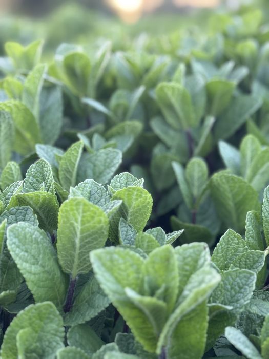 Menta Olandeza fresh!