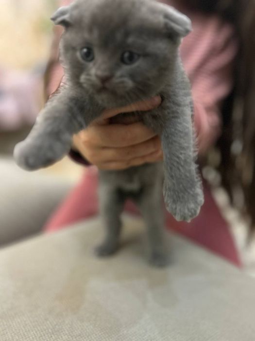 Котята скотиш фолд