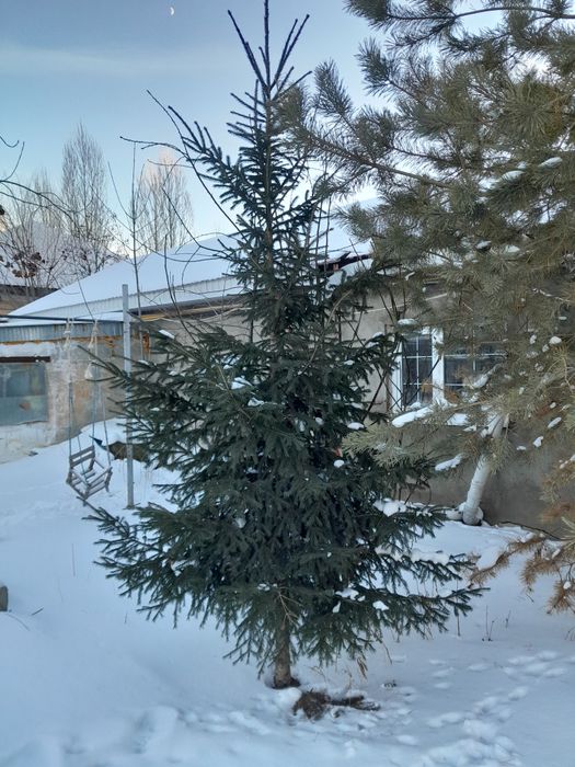 Продам ёлка живой
