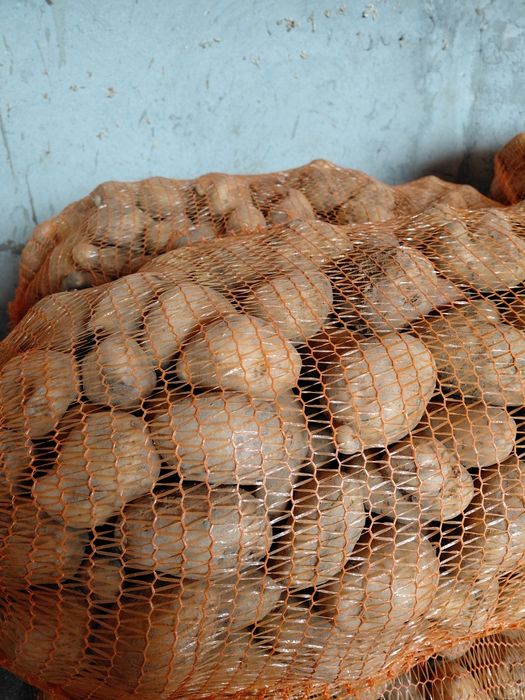 Cartofi  consum  de vânzare