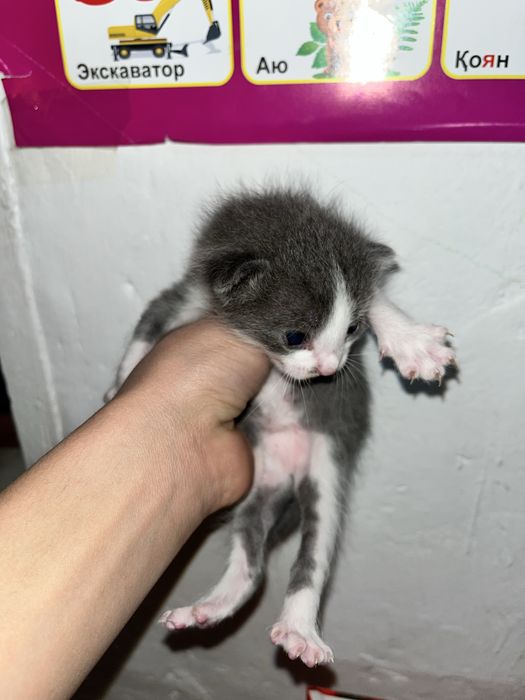 Котяты с красивыми оттенками