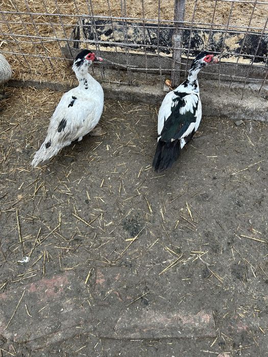 Vand rate si curcani