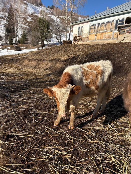 Продам телят: телочки, бычки