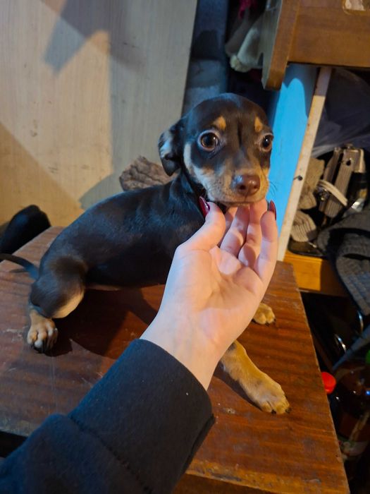 Продавам пинчери