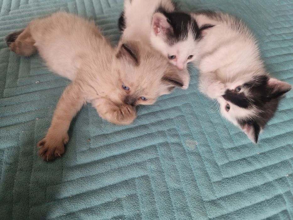 Отдам котят в добрые руки)
