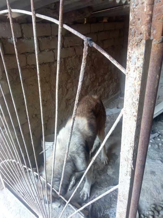 Aлабай катта кучук