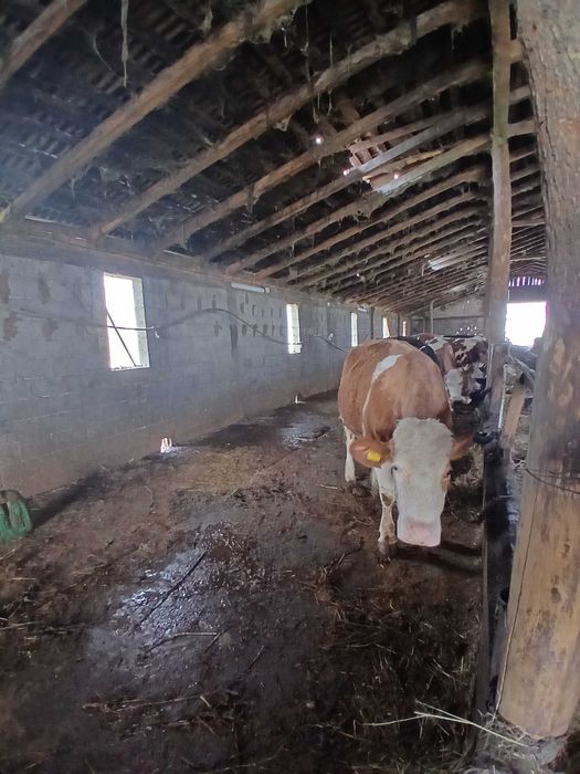 Vand junica la prima fatare