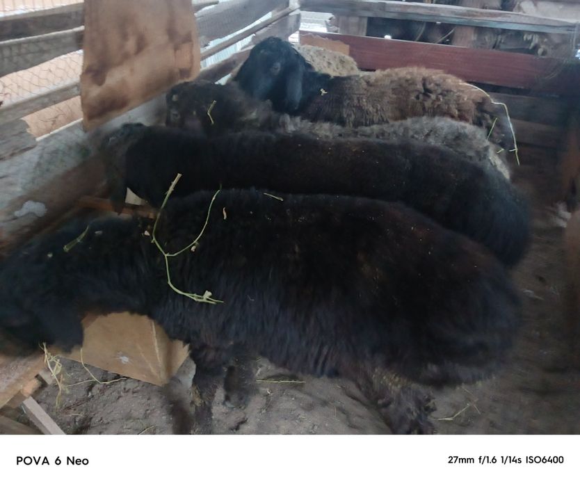 Кой семиз сатылады