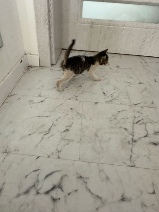 Подарявам малко котенце