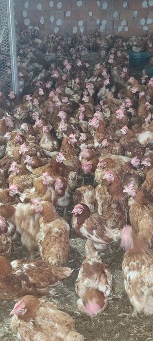 Găini 11 luni - Comandă 20 buc - Transport la domiciliu