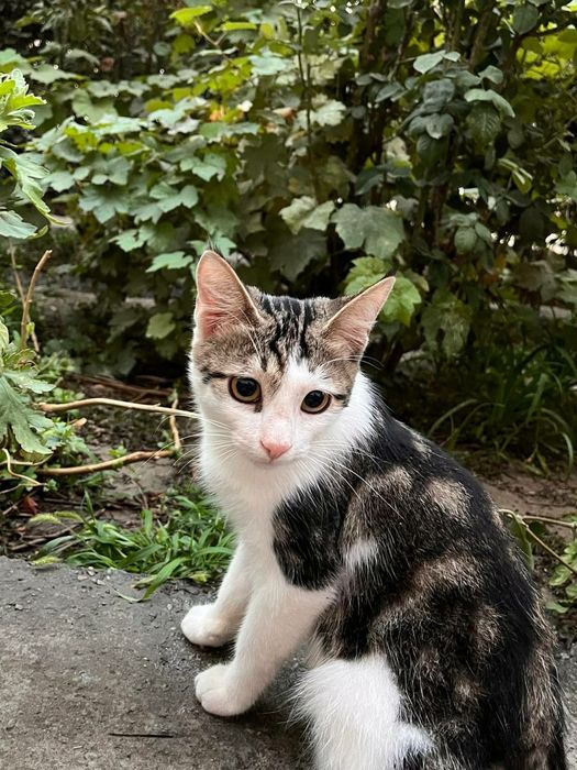 Очень ласковый домашний котик.