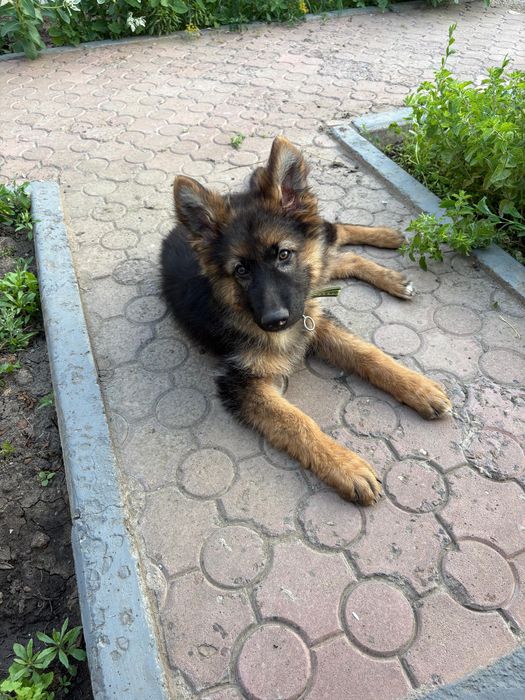 Пропал щенок, немецкой породы