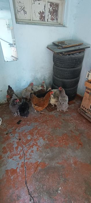 Домашнии помесные куры