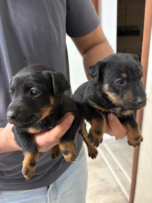 Ягдтерьер щенята