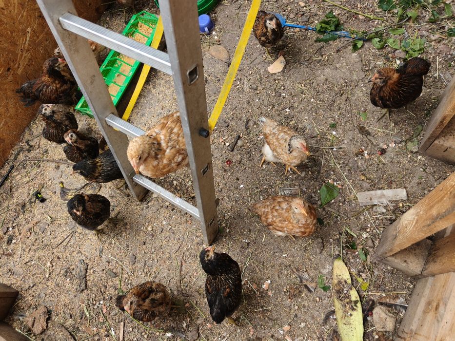 Vând pui Araucana de 2 luni preț 70lei/ buc....